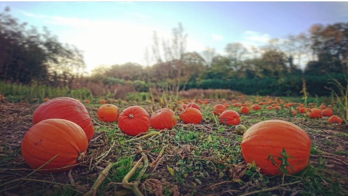 Milebush Farm