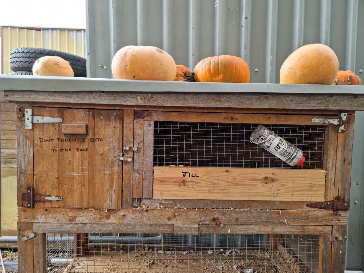 Milebush Farm — pumpkin patch photo 2