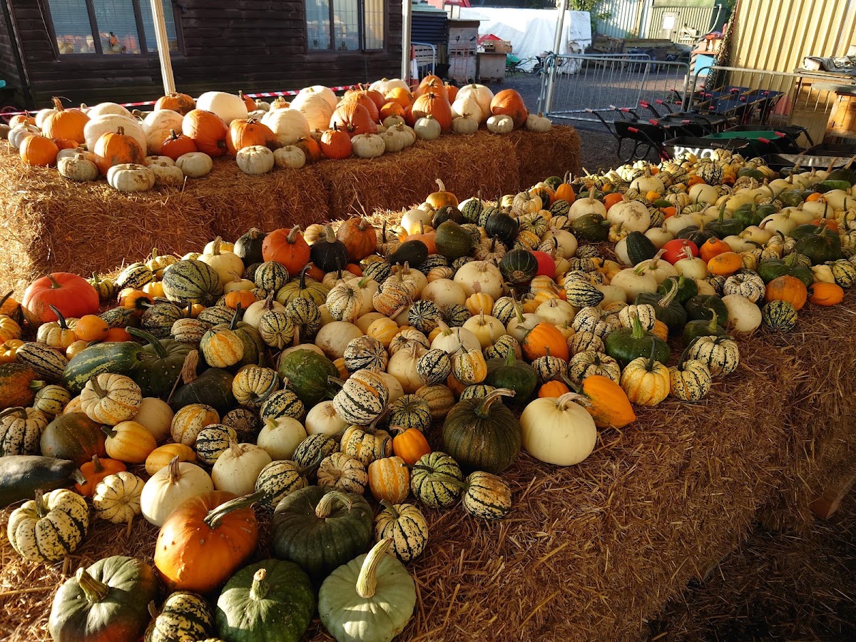 Milebush Farm — pumpkin patch photo 4