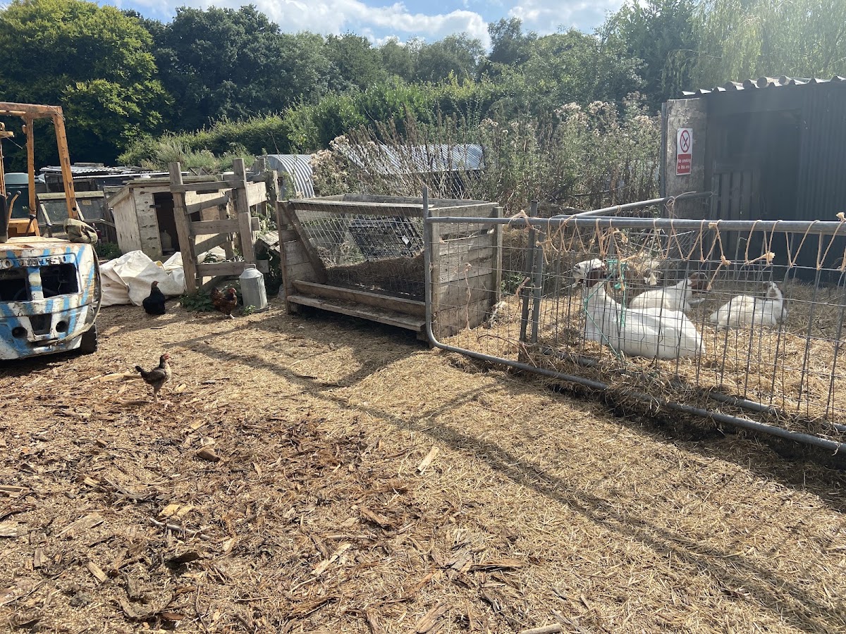 Milebush Farm — pumpkin patch photo 5