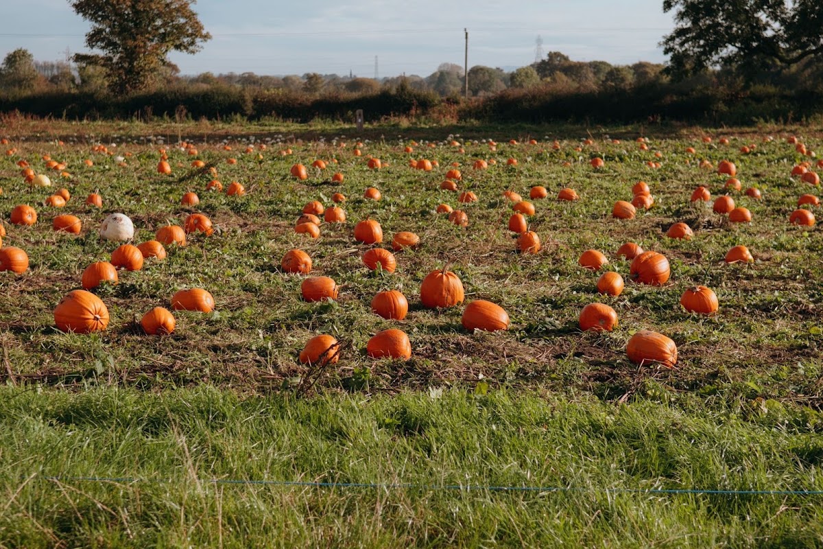 Clarks Family Farm — pumpkin patch photo 2