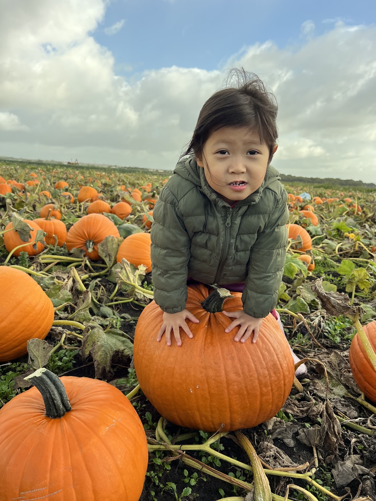 Holmeswood Pumpkin Place (Holmeswood Flower Farm) — pumpkin patch photo 3