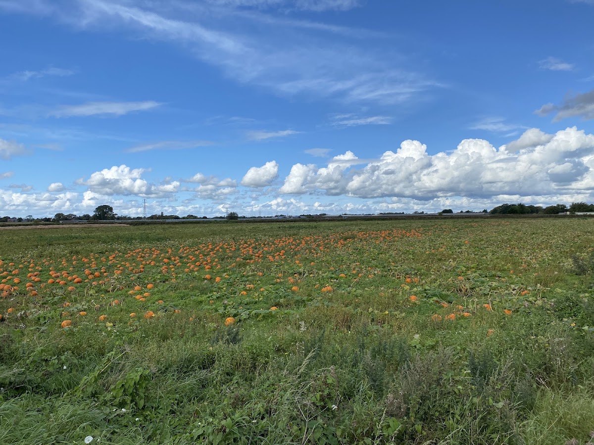 Pick Your Own Pumpkin Farington Moss