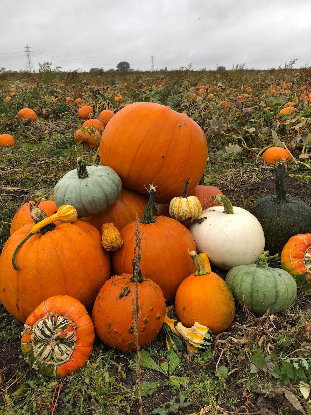 Pick Your Own Pumpkin Farington Moss — pumpkin patch photo 2