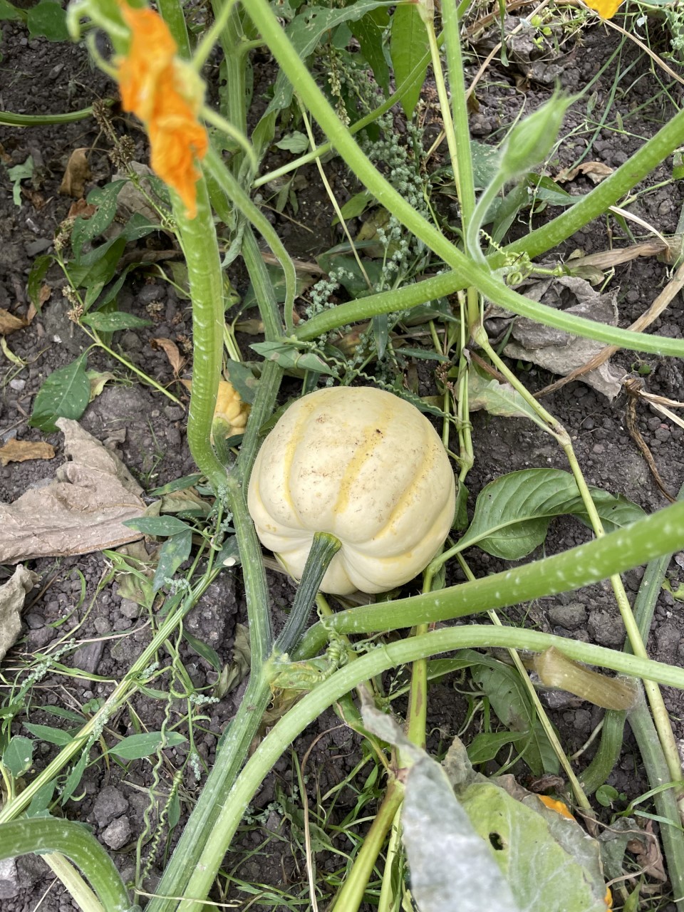 Pick Your Own Pumpkin Farington Moss — pumpkin patch photo 4