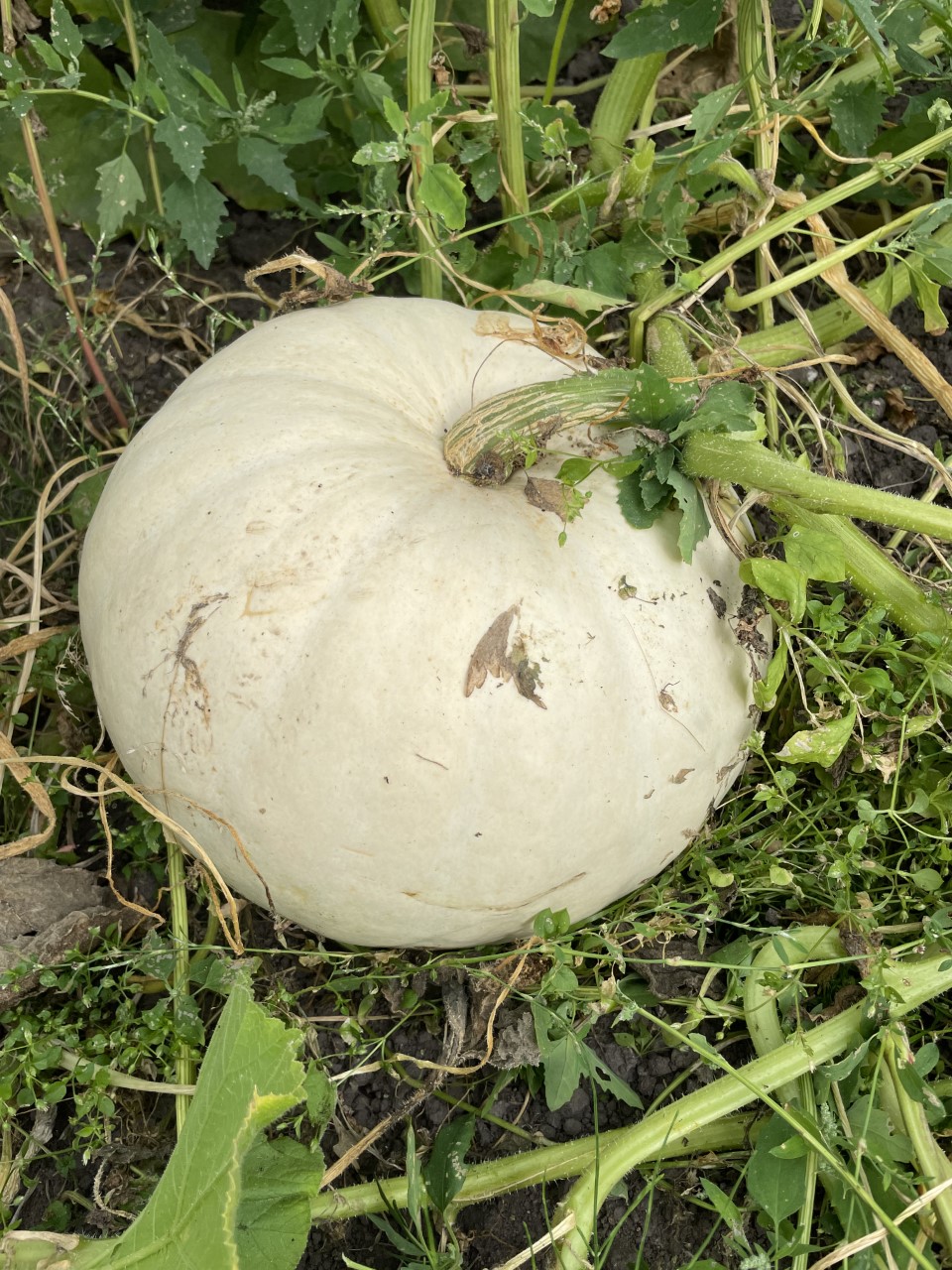 Pick Your Own Pumpkin Farington Moss — pumpkin patch photo 5