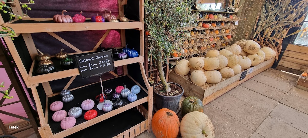 Bell's Pumpkin Patch — pumpkin patch photo 3