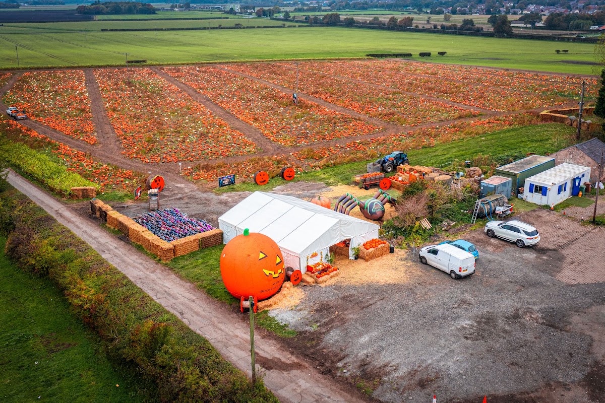 Birchall's Pumpkin Patch