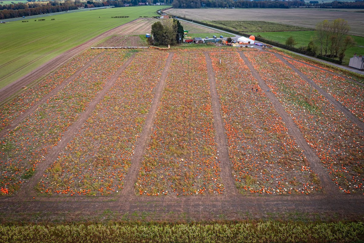 Birchall's Pumpkin Patch — pumpkin patch photo 2