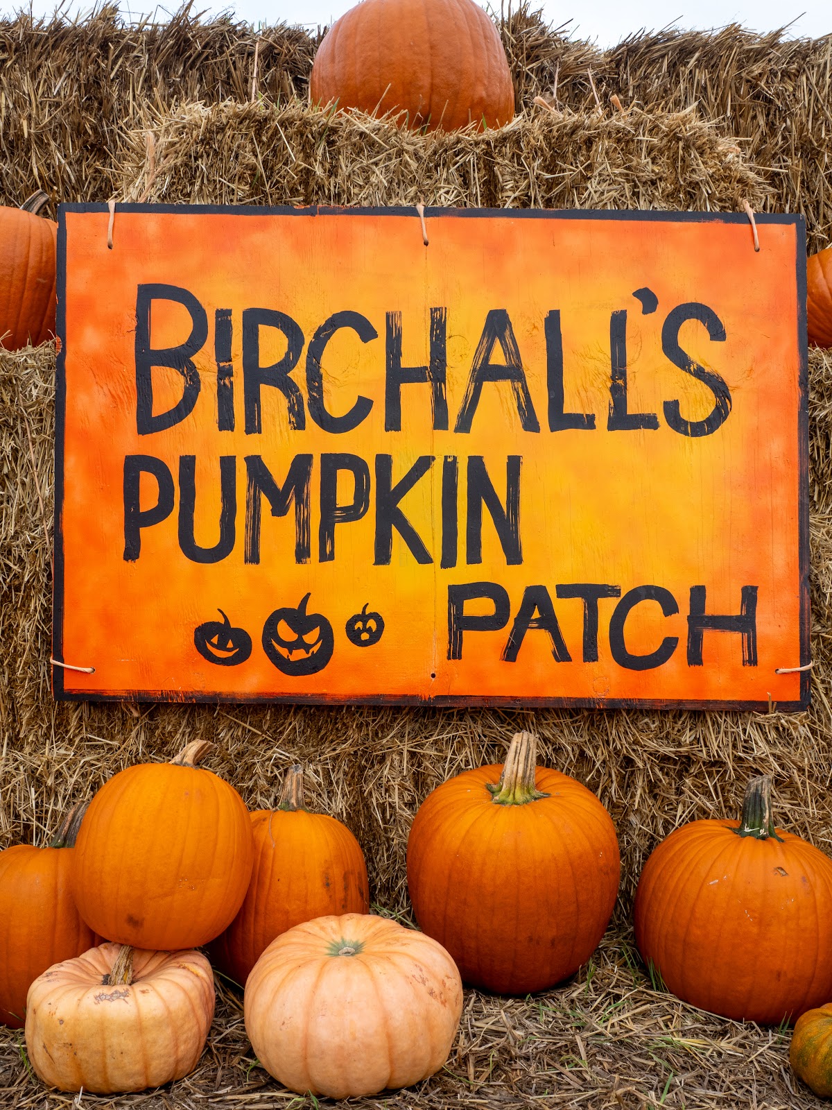 Birchall's Pumpkin Patch — pumpkin patch photo 3
