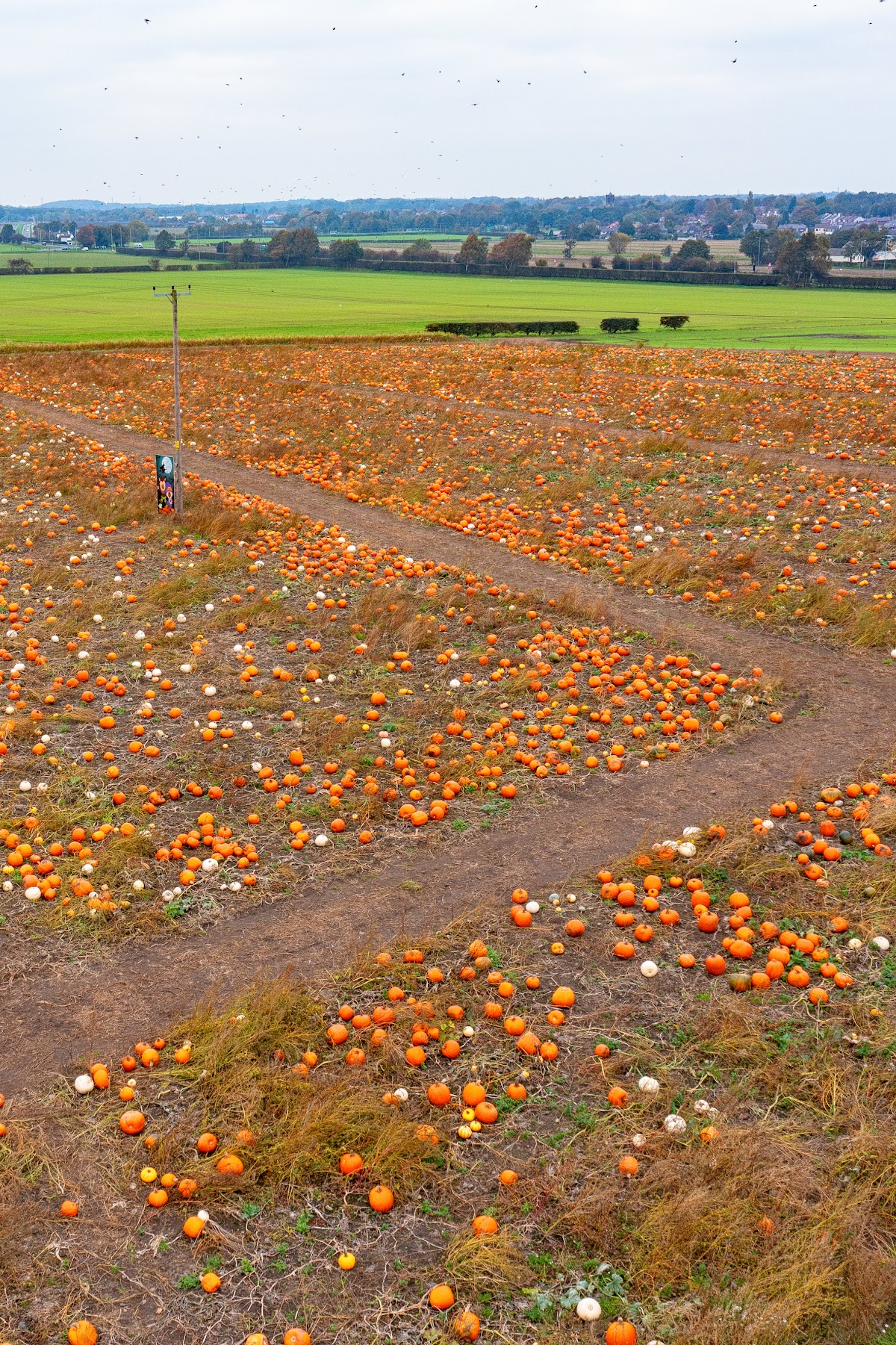Birchall's Pumpkin Patch — pumpkin patch photo 5