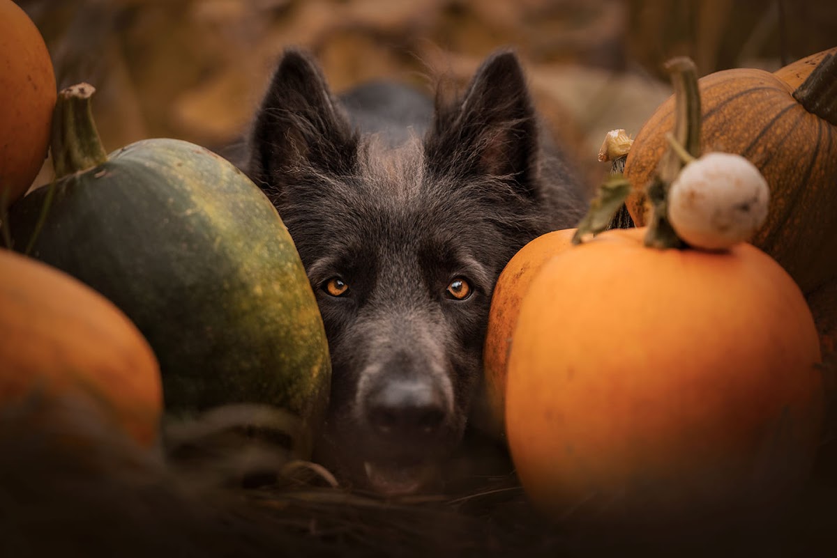 Billy Bob's Pumpkin Patch — pumpkin patch photo 2