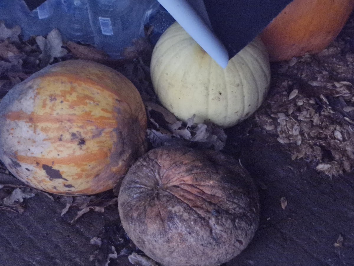Billy Bob's Pumpkin Patch — pumpkin patch photo 4
