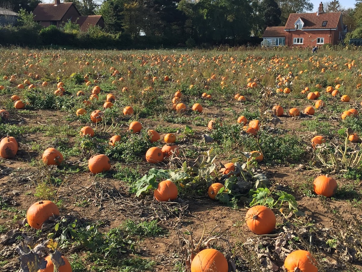 The Tacons PYO Pumpkins — pumpkin patch photo 3