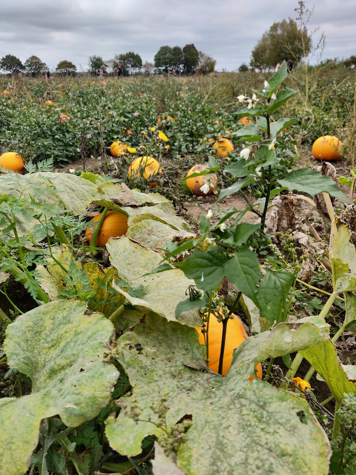 The Tacons PYO Pumpkins — pumpkin patch photo 5