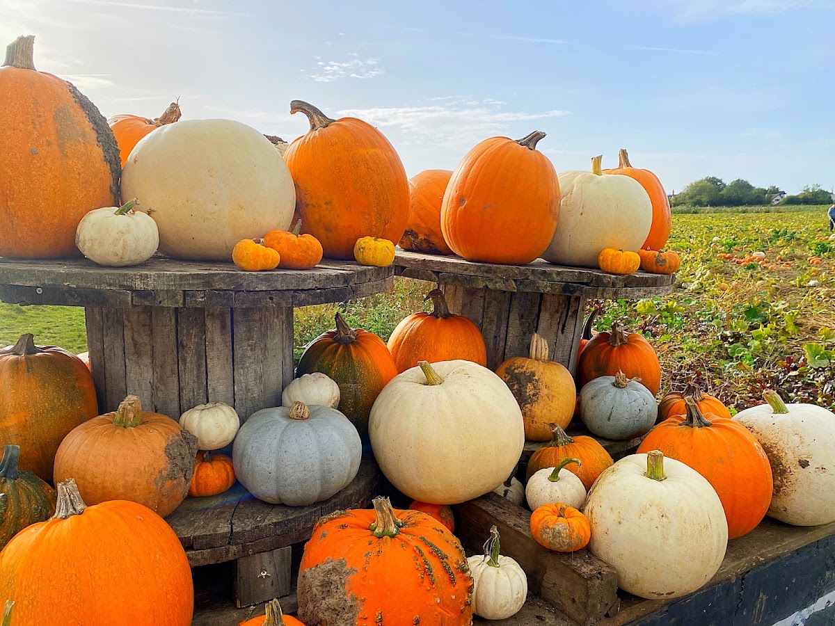 Bert's Barrow — pumpkin patch photo 3