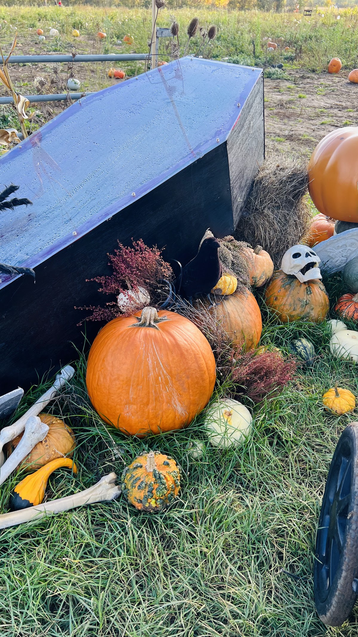 Oscar's Pumpkin Patch — pumpkin patch photo 5