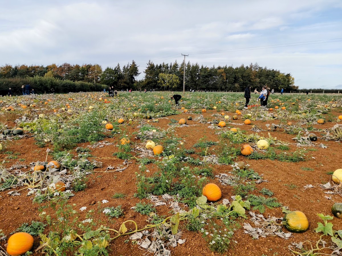 Hadsham Farm — pumpkin patch photo 3