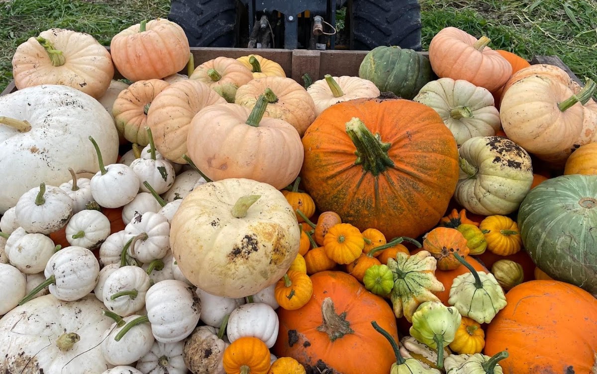 Tenby's Pumpkin Patch