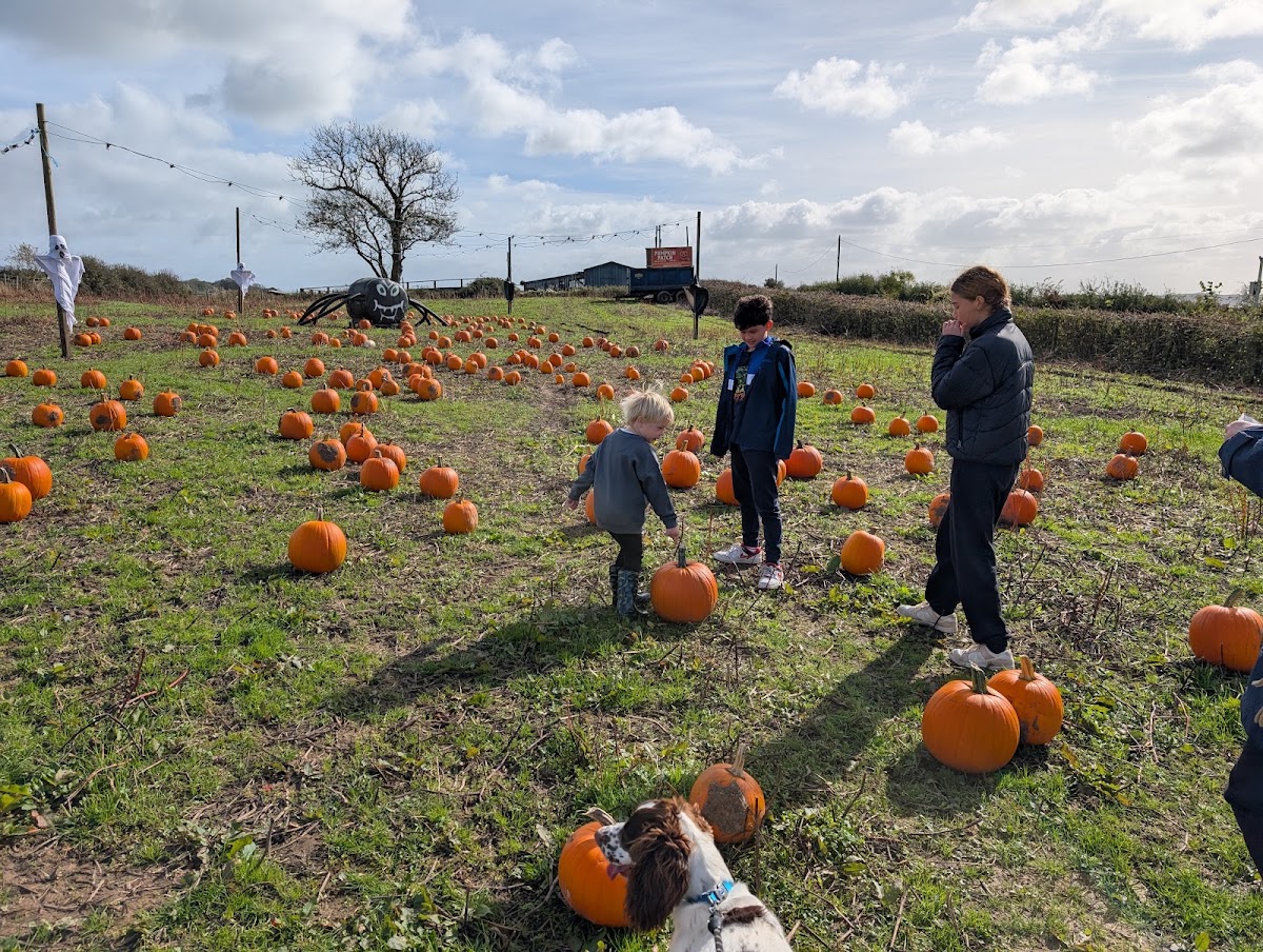 Tenby's Pumpkin Patch — pumpkin patch photo 2