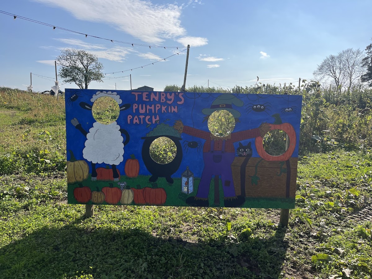 Tenby's Pumpkin Patch — pumpkin patch photo 3