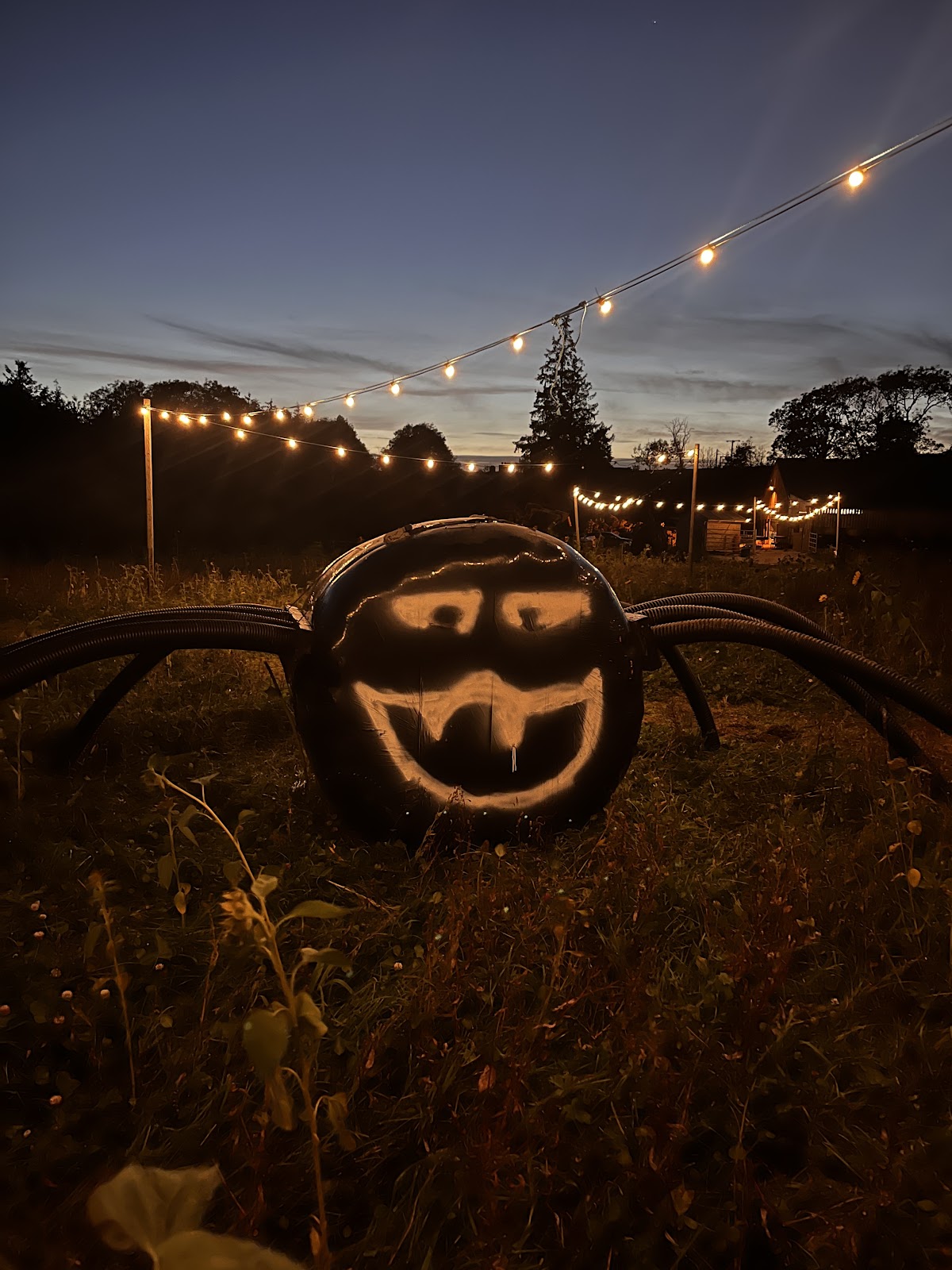 Tenby's Pumpkin Patch — pumpkin patch photo 4