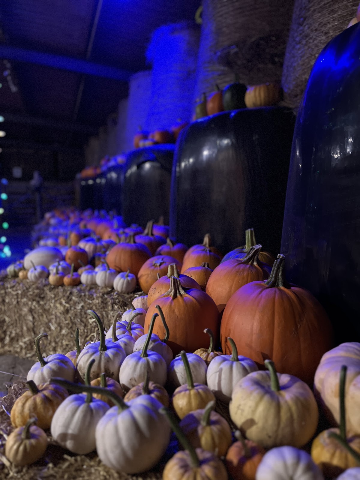 Tenby's Pumpkin Patch — pumpkin patch photo 5