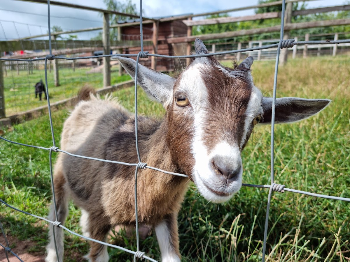 Cantref Adventure Farm — pumpkin patch photo 2