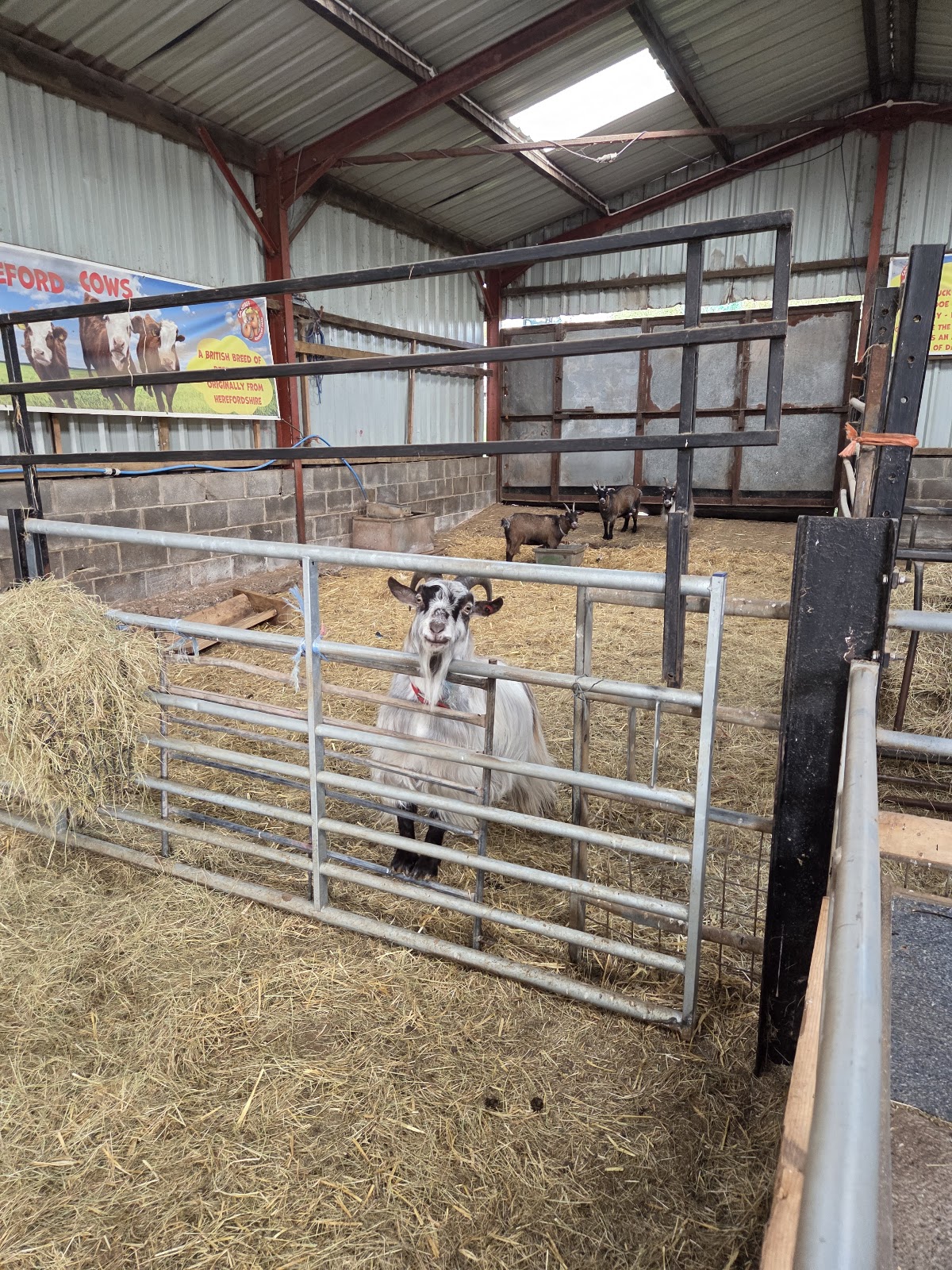 Cantref Adventure Farm — pumpkin patch photo 4
