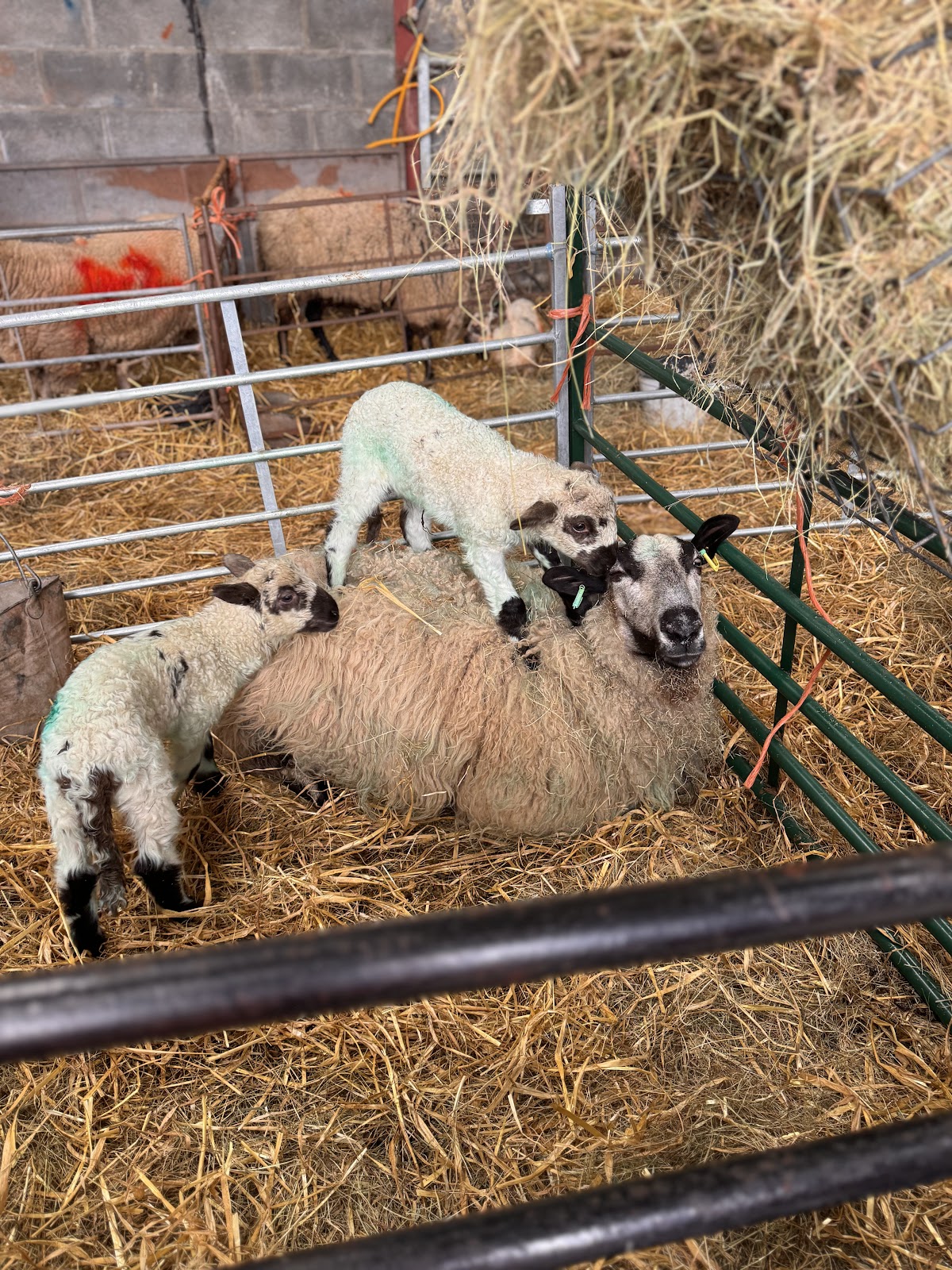 Cantref Adventure Farm — pumpkin patch photo 5