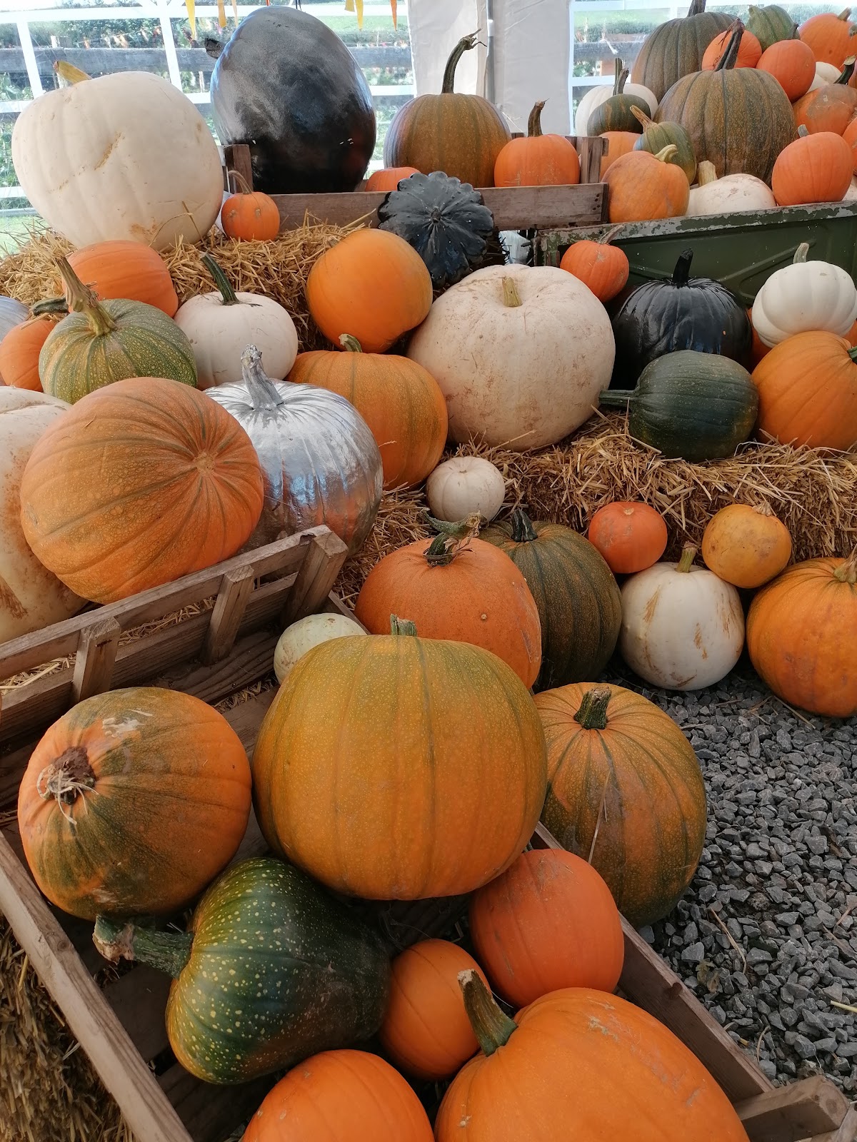 Copper & Holly Pumpkin Patch — pumpkin patch photo 5