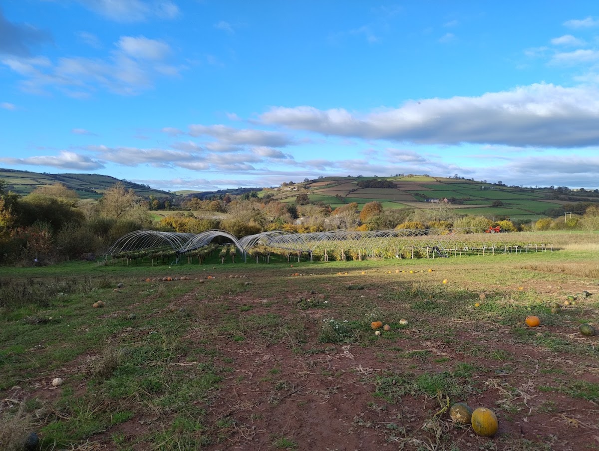 Matthews Pumpkin Patch at Aberbran Fawr Farm — pumpkin patch photo 4