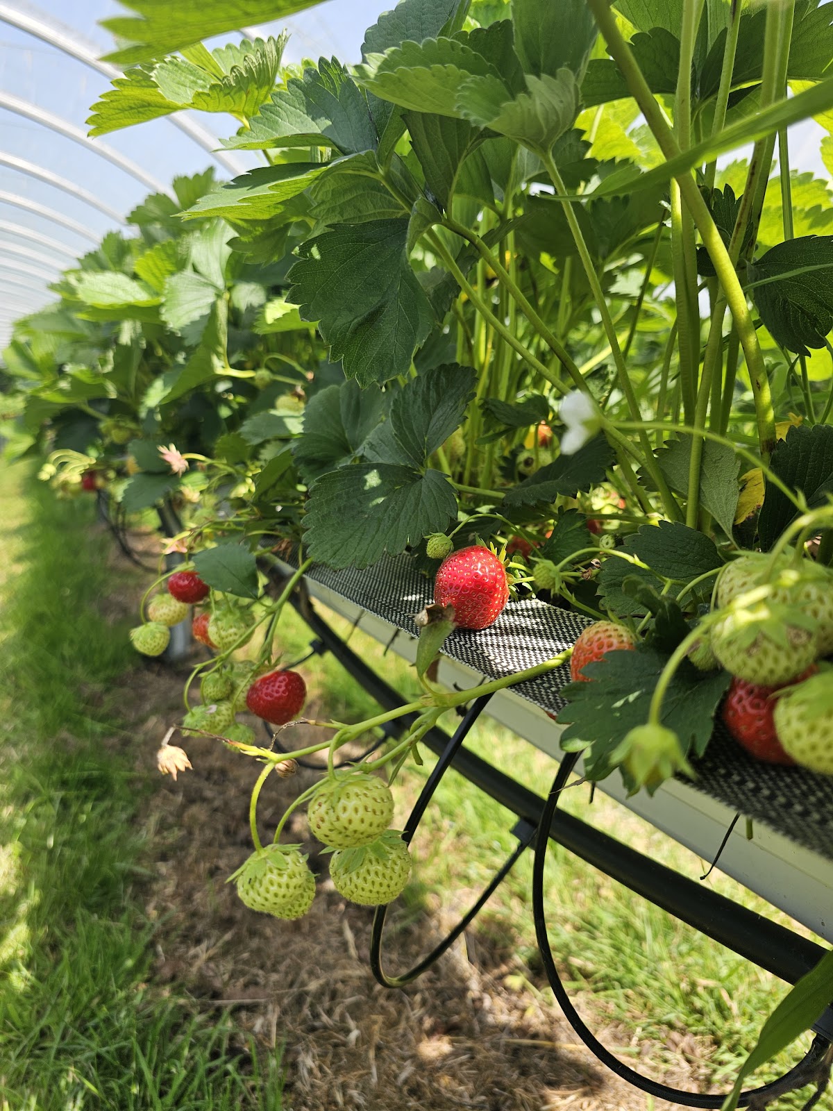 Porth Farm — pumpkin patch photo 3
