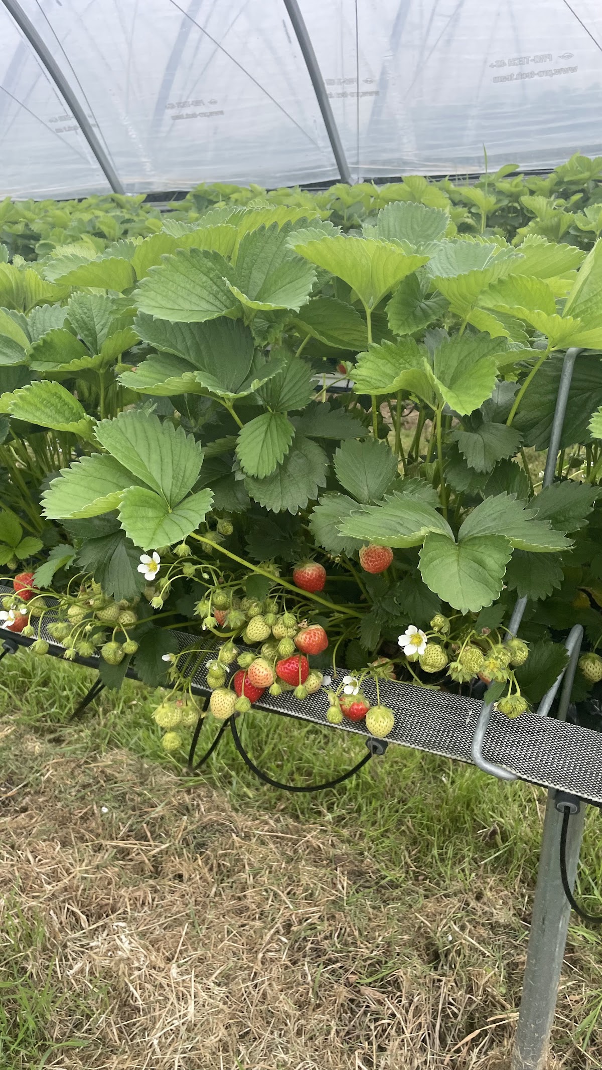 Porth Farm — pumpkin patch photo 5