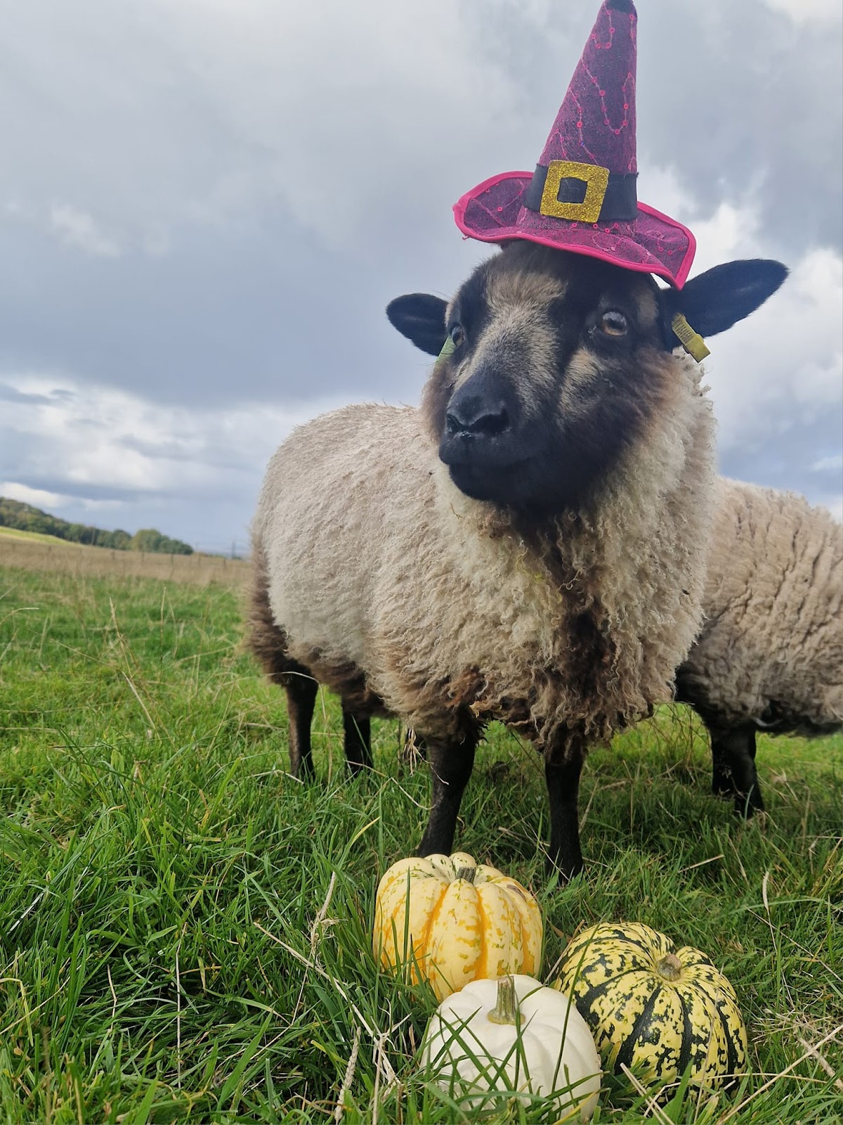 Farmer Fletcher's Pumpkin Patch — pumpkin patch photo 2
