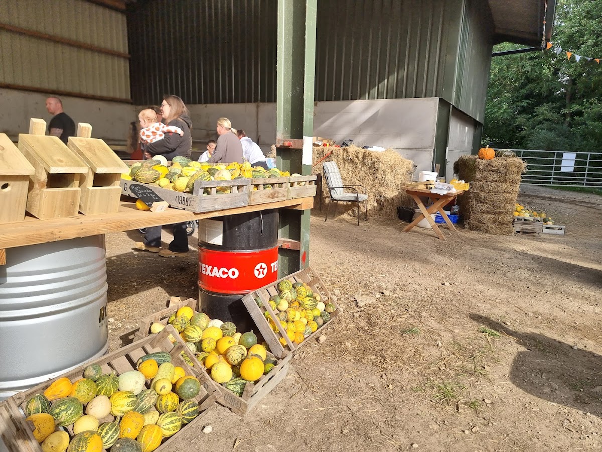 Ketton Pumpkins — pumpkin patch photo 2