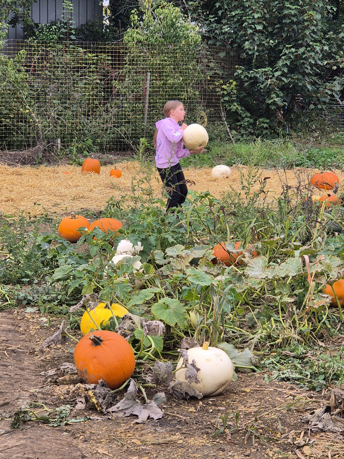 Ketton Pumpkins — pumpkin patch photo 4