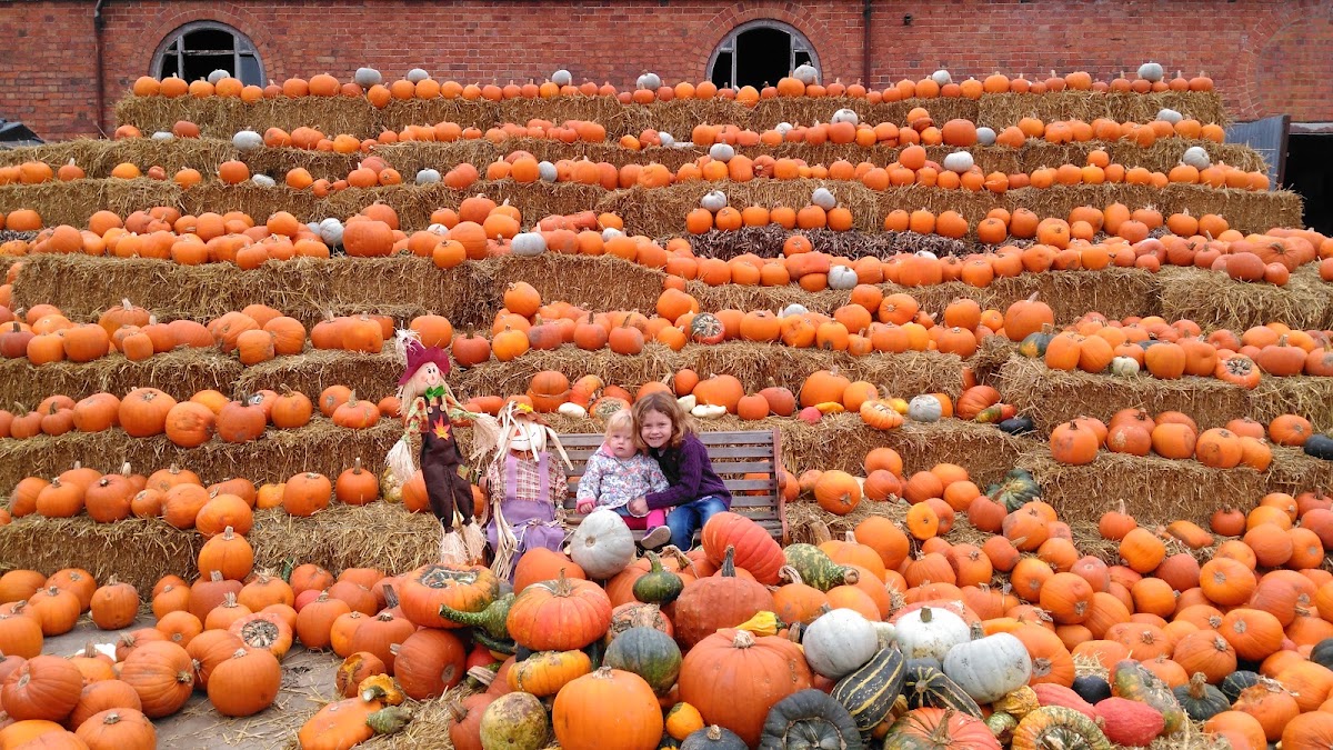 Llynclys Hall Farm Shop — pumpkin patch photo 2