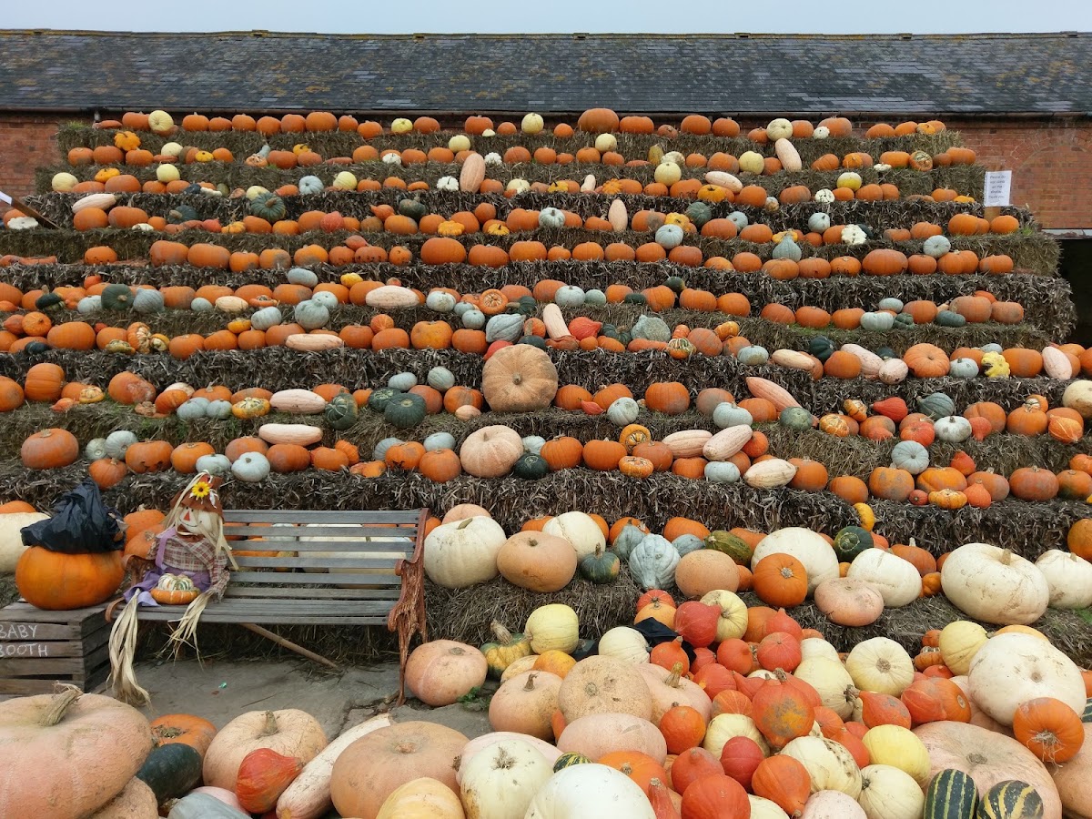 Llynclys Hall Farm Shop — pumpkin patch photo 3