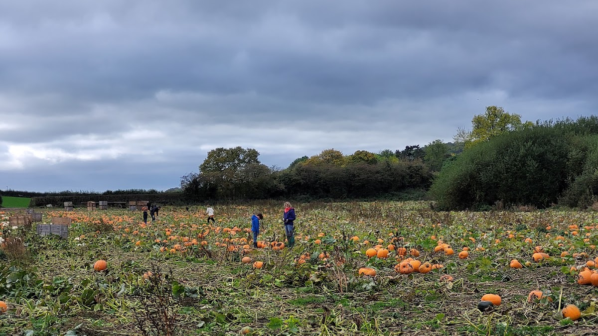 Llynclys Hall Farm Shop — pumpkin patch photo 4