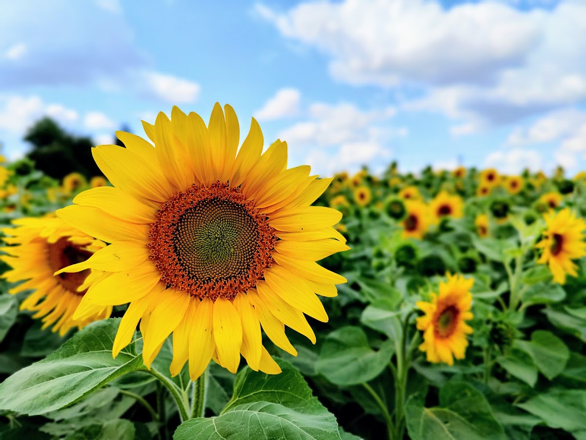 Frogmary Green Farm — pumpkin patch photo 4