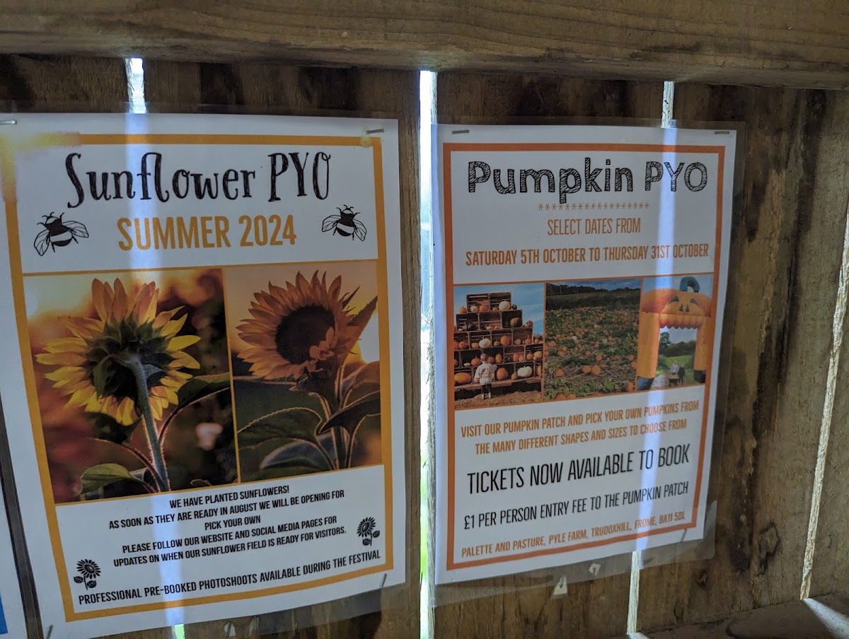 Palette and Pasture Pumpkin Patch — pumpkin patch photo 4