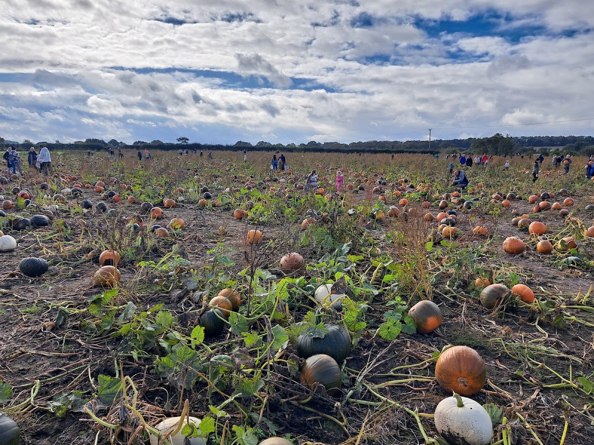 Beech House Farm Pumpkins