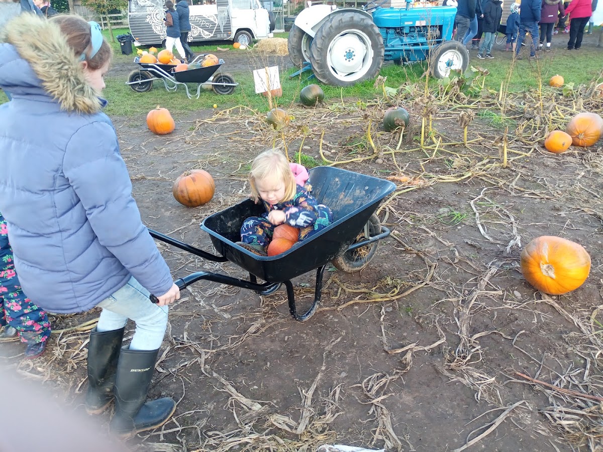 Beech House Farm Pumpkins — pumpkin patch photo 2