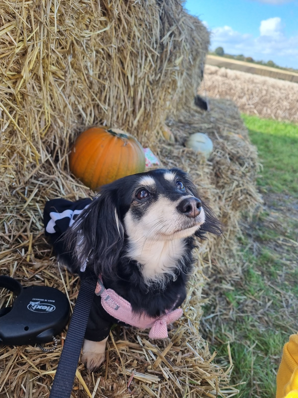Beech House Farm Pumpkins — pumpkin patch photo 4