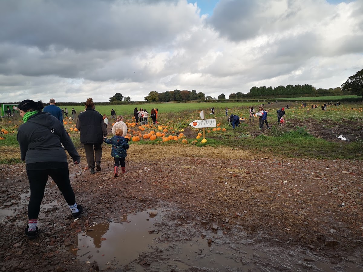 Ryman's Pumpkins