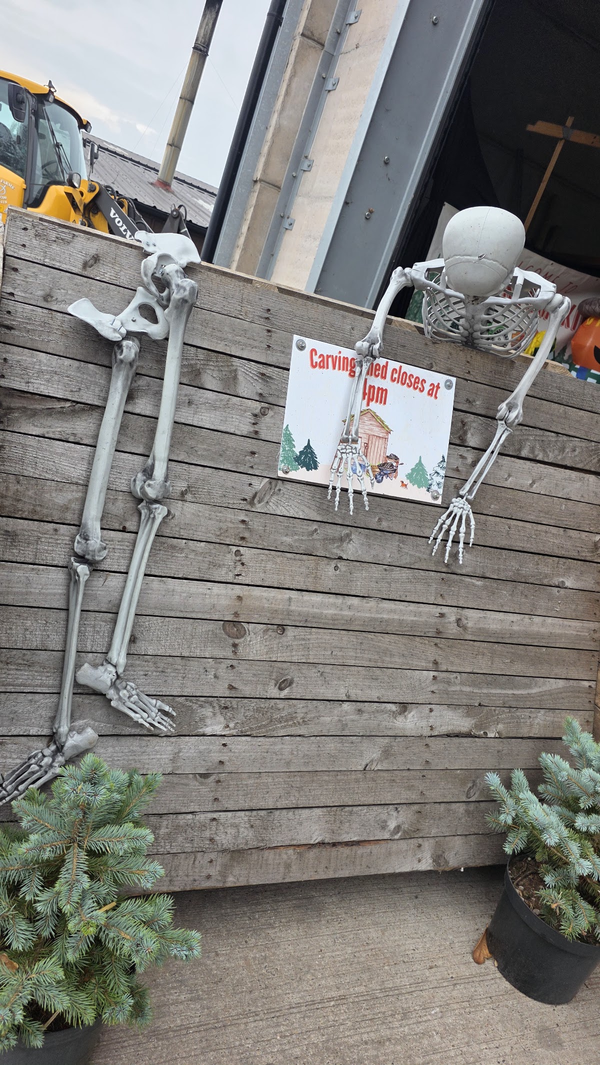 Ryman's Pumpkins — pumpkin patch photo 2