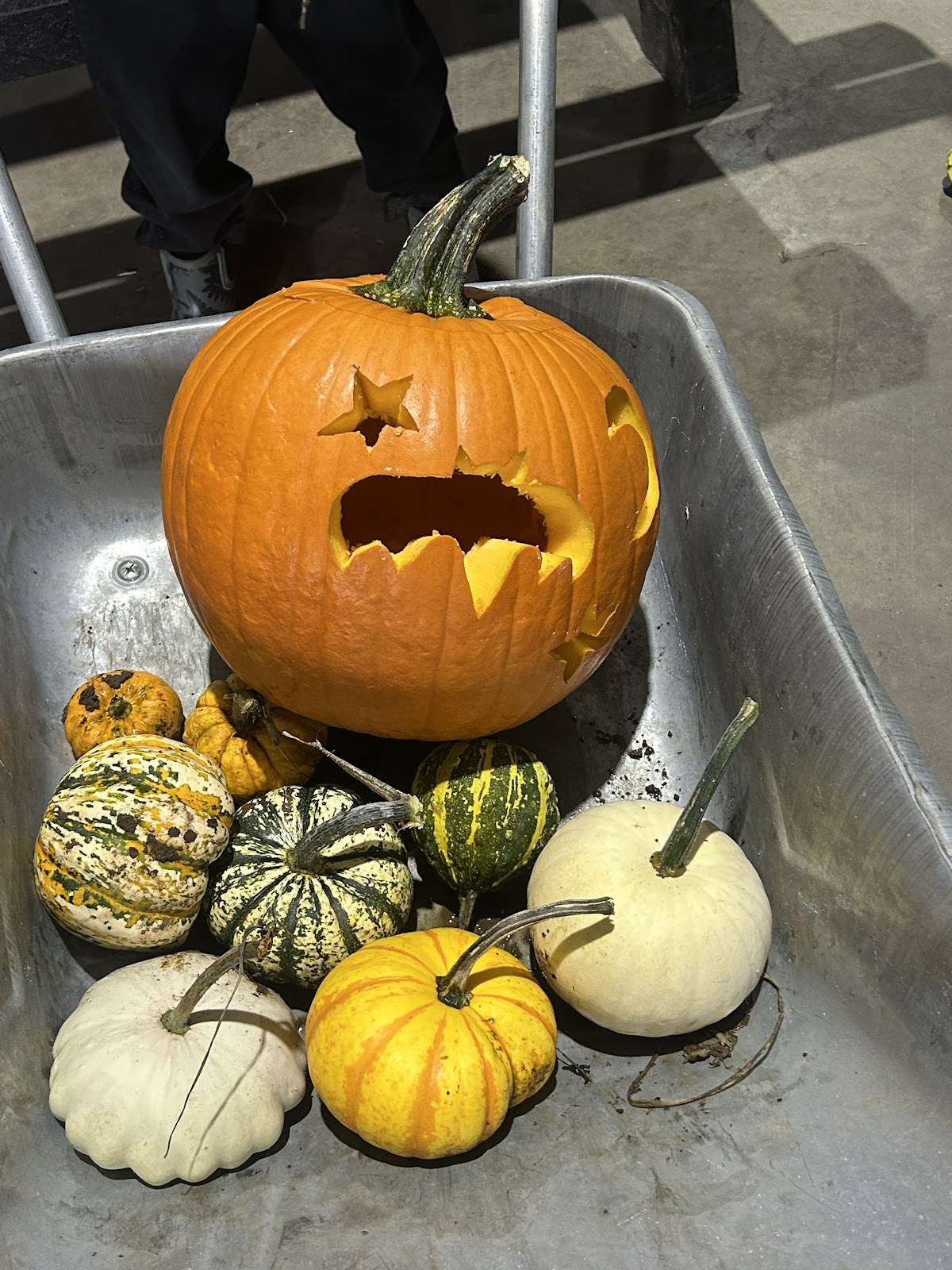 Ryman's Pumpkins — pumpkin patch photo 3