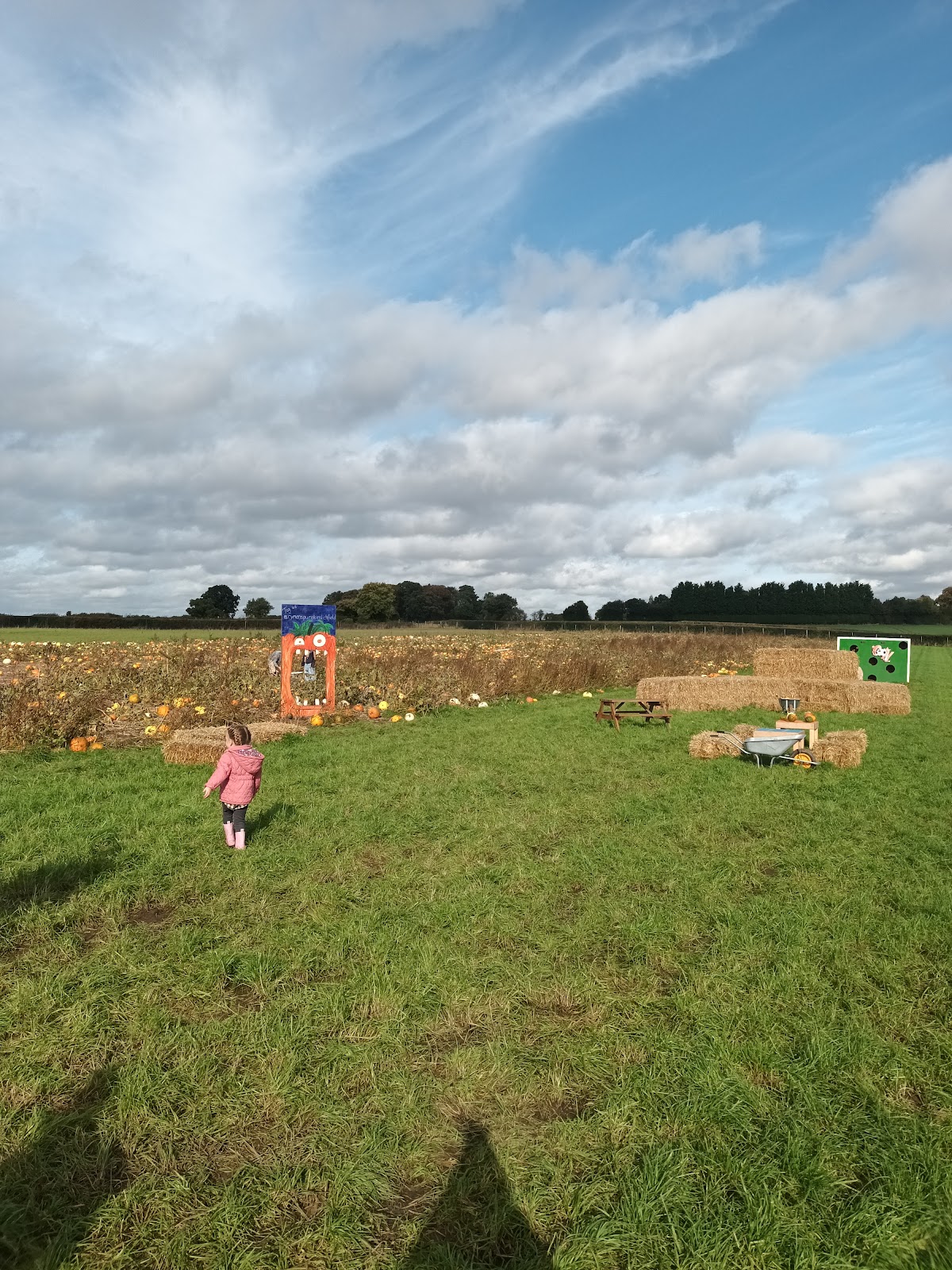 Ryman's Pumpkins — pumpkin patch photo 4