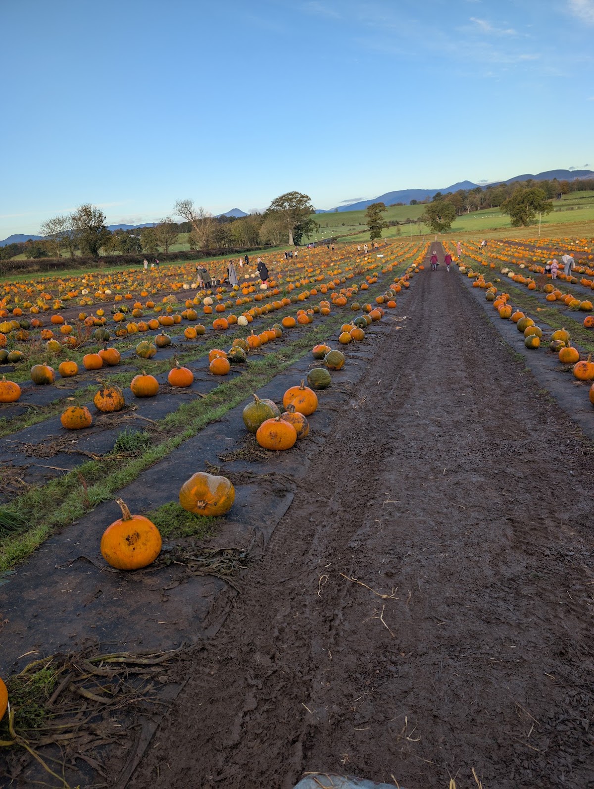 Arnprior Farm — pumpkin patch photo 4